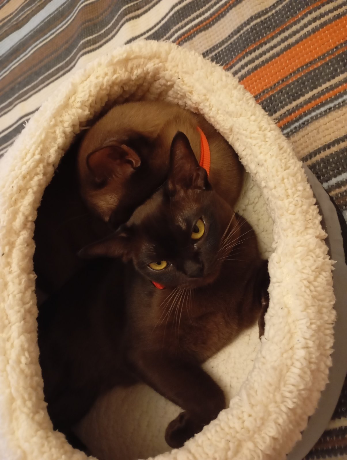 Two Burmese cats in a cat house. Two cats in a cat house next to each other. Black cats. Dark cats.