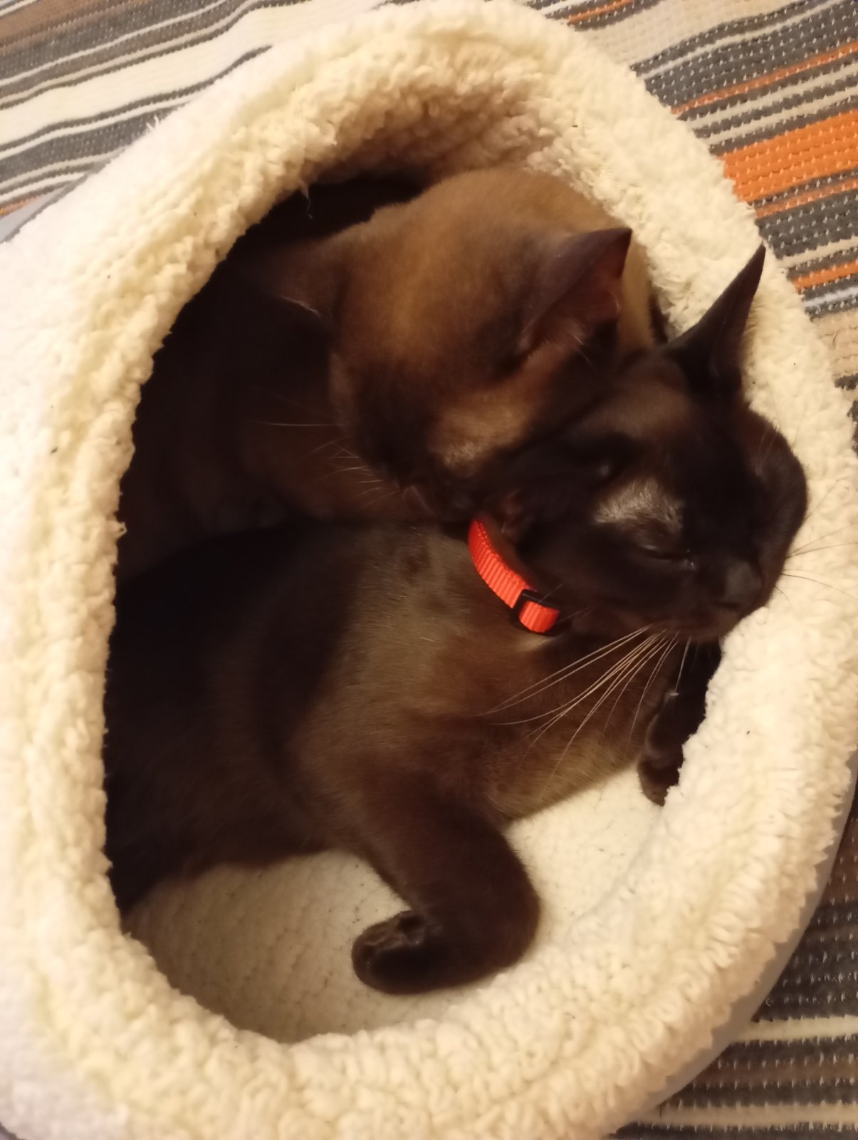 Two Burmese cats in a cat house. Two cats in a cat house next to each other. Black cats. Dark cats.