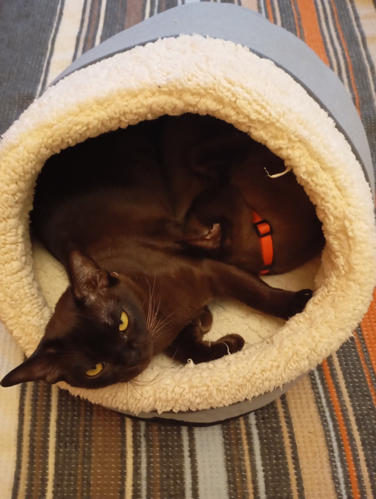 Two Burmese cats in a cat house. Two cats in a cat house next to each other. Black cats. Dark cats.